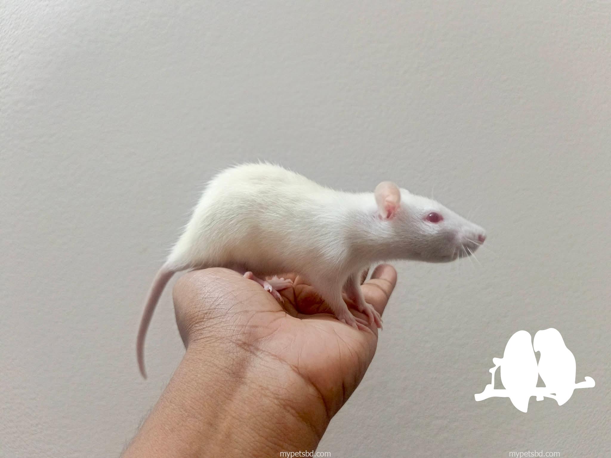 Albino Rat /swiss rat
