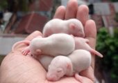 Albino Rat /swiss rat