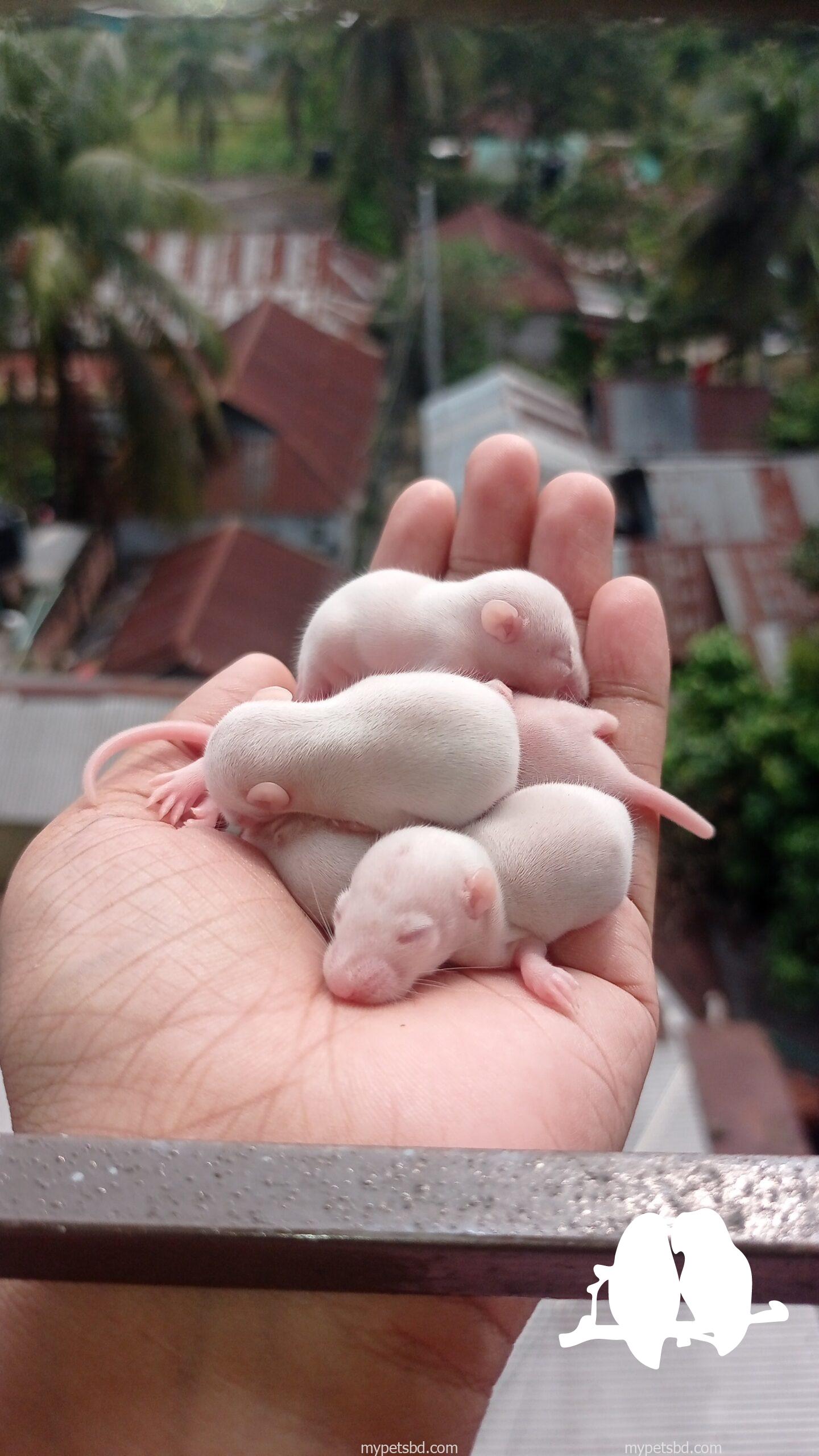 Albino Rat /swiss rat