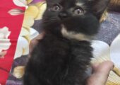 🐾 Pure Persian Triple Coat Female Kitten 🐾 | 2.5 Months | Rare Tortoiseshell | Litter Trained | Healthy & Playful | Home Delivery Available | Badda, Dhaka | Price: ৳5,000