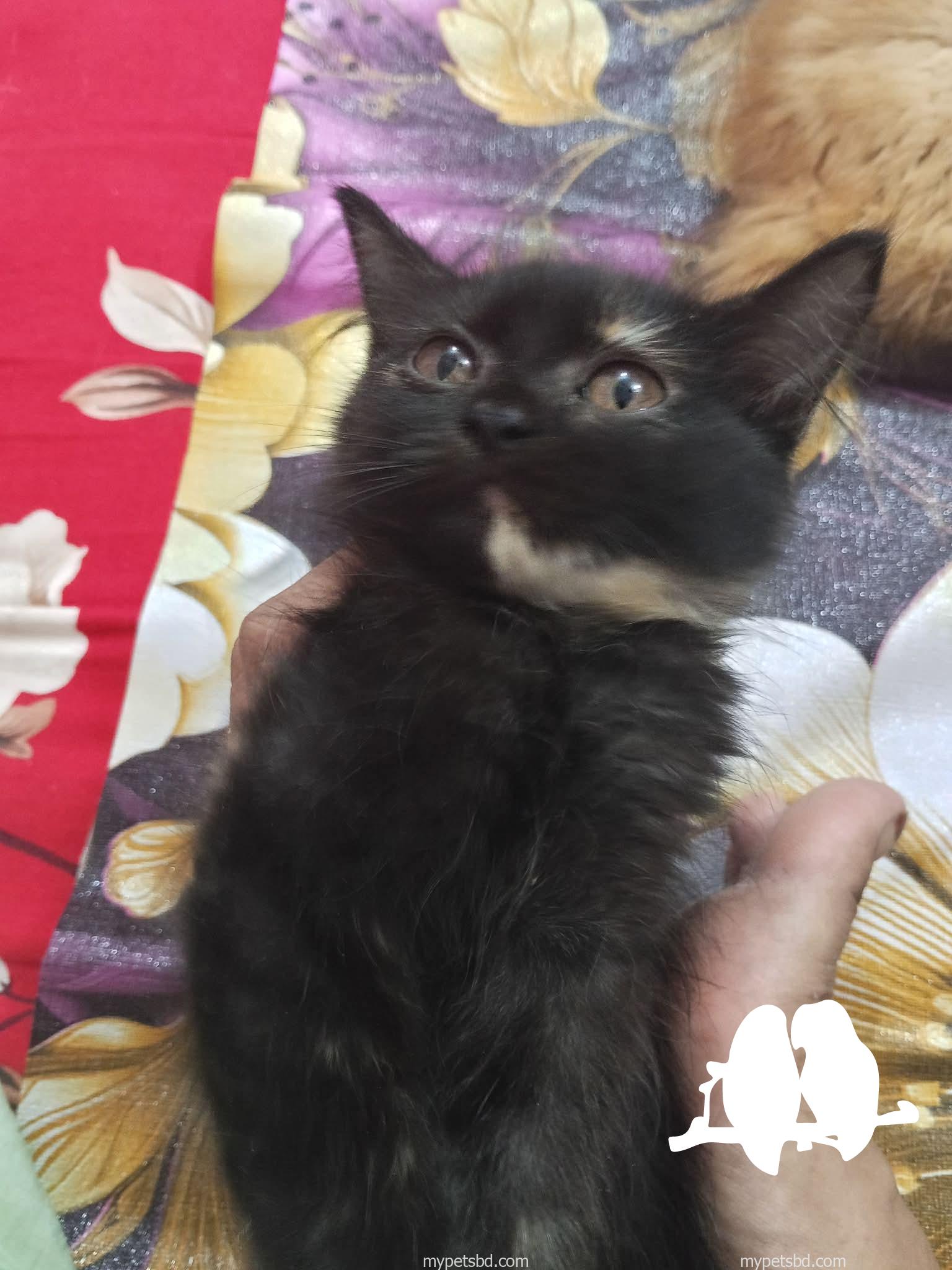 🐾 Pure Persian Triple Coat Female Kitten 🐾 | 2.5 Months | Rare Tortoiseshell | Litter Trained | Healthy & Playful | Home Delivery Available | Badda, Dhaka | Price: ৳5,000