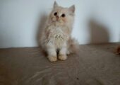 Purebred Persian kittens
