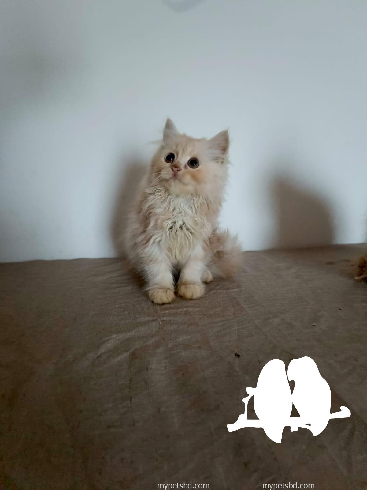 Purebred Persian kittens