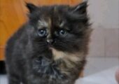 🐾 Pure Persian Triple Coat Female Kitten 🐾 | 2.5 Months | Rare Tortoiseshell | Litter Trained | Healthy & Playful | Home Delivery Available | Badda, Dhaka | Price: ৳5,000