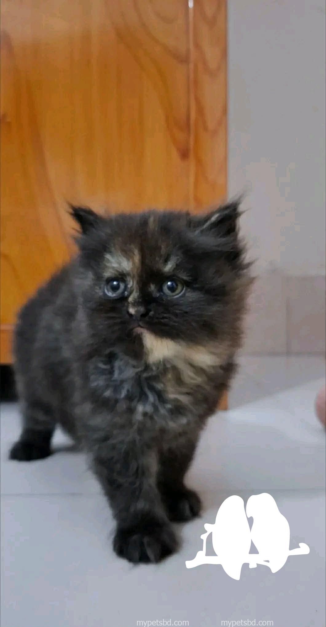 🐾 Pure Persian Triple Coat Female Kitten 🐾 | 2.5 Months | Rare Tortoiseshell | Litter Trained | Healthy & Playful | Home Delivery Available | Badda, Dhaka | Price: ৳5,000