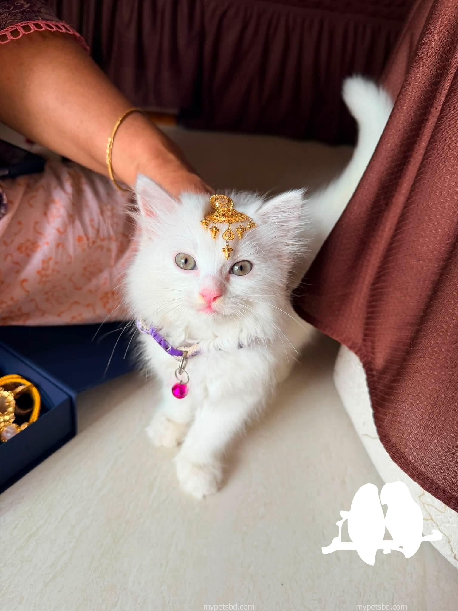 Parsiyan cat